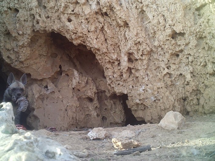 Fırat Nehri'nde nesli tükenme tehlikesi altındaki çizgili sırtlan görüntülendi