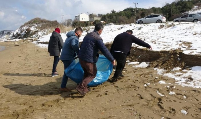 Sinop'ta  ölü yunuslar sahile vurdu