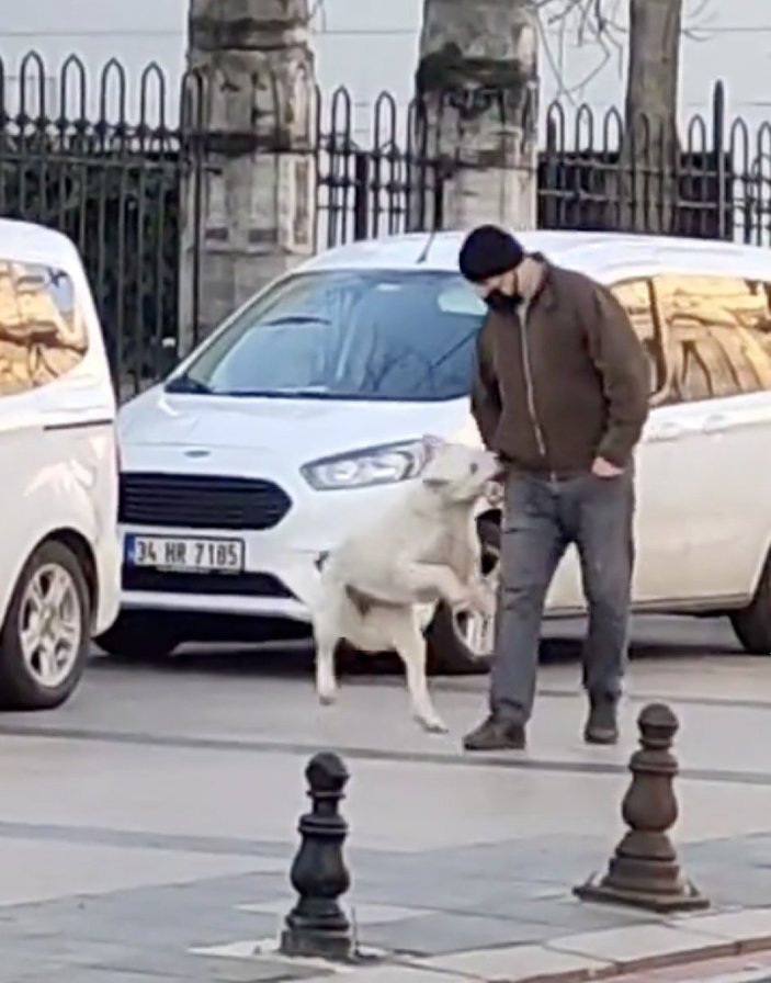 İstanbul'da yoldan geçen herkesi ısıran köpek