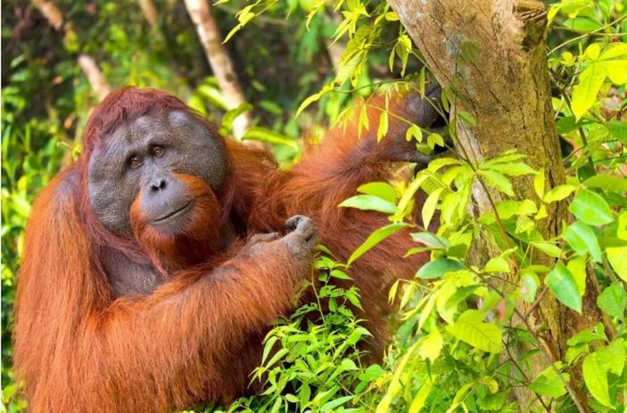 Orangutanlar yeni argo sözcükler geliştirebiliyor