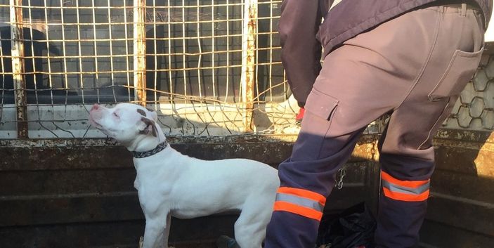 İ Konya'da bulunan yasaklı ırk köpek yakalanıp barınağa götürüldü