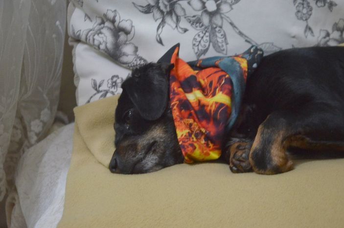 d Avcılar'da pitbull bahçedeki köpeğe saldırdı