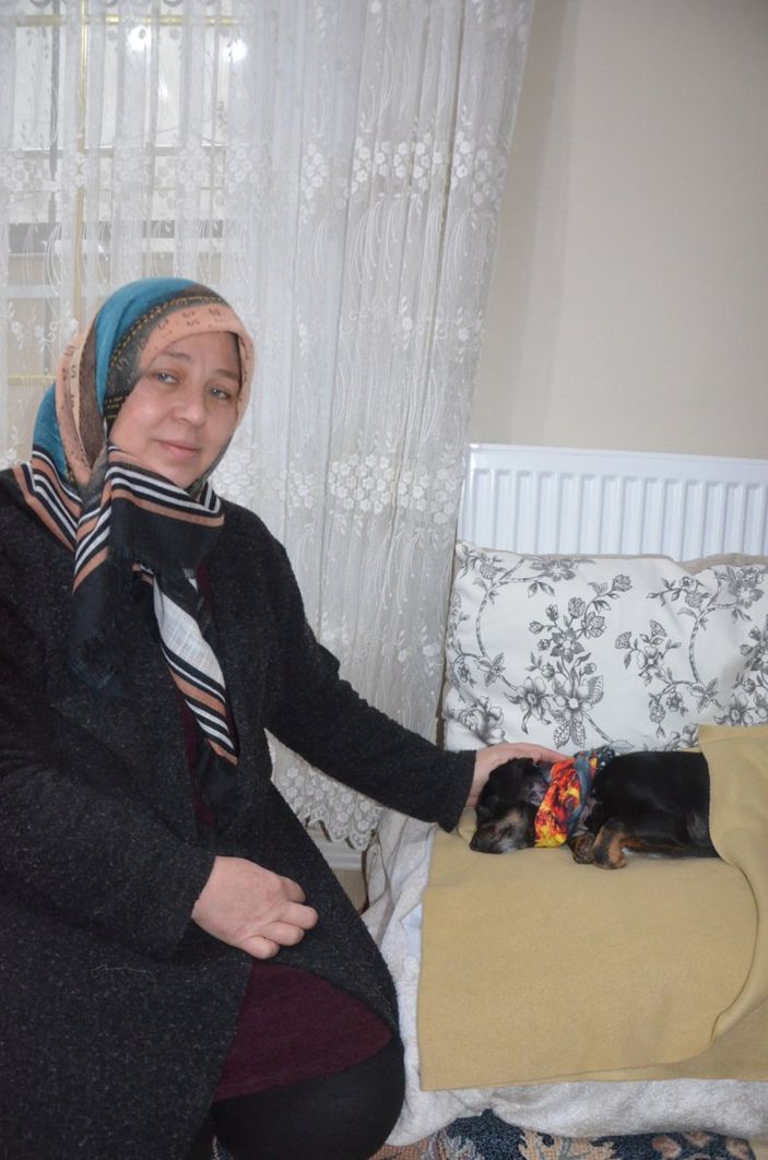 d Avcılar'da pitbull bahçedeki köpeğe saldırdı