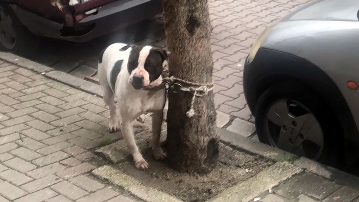 d Avcılar'da pitbull bahçedeki köpeğe saldırdı