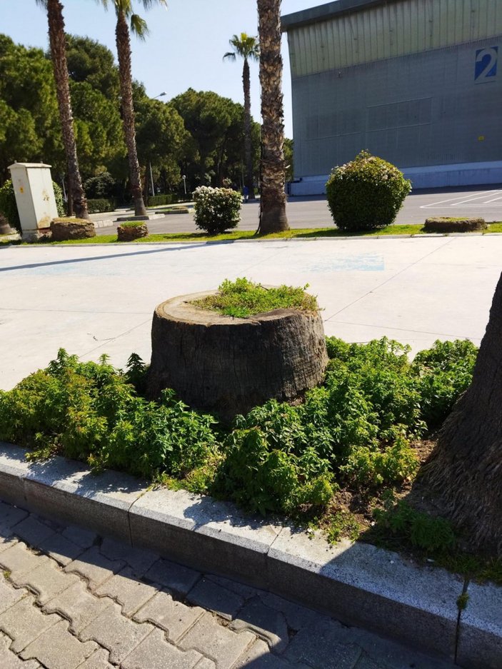 İzmir'de belediye, Kültürpark'taki kuruyan 72 palmiye ağacını kesti