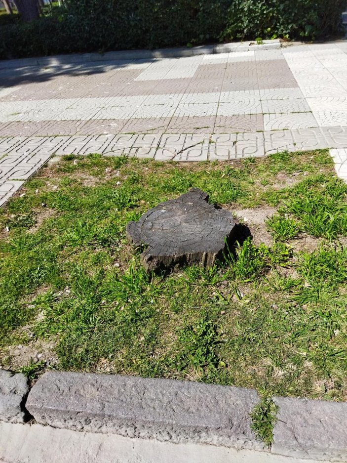 İzmir'de belediye, Kültürpark'taki kuruyan 72 palmiye ağacını kesti