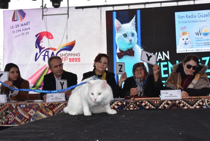 Van’da, kediler arası güzellik yarışması yapıldı