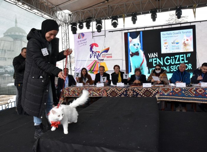 Van’da, kediler arası güzellik yarışması yapıldı