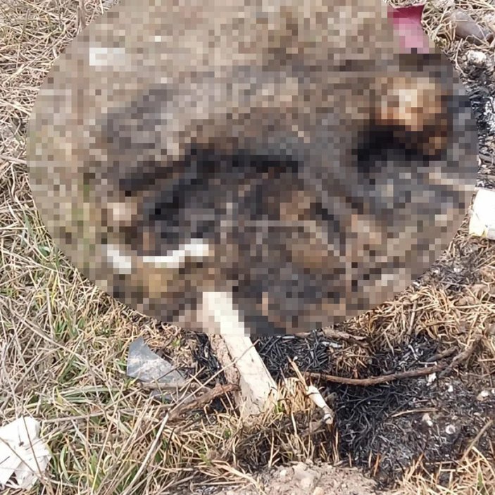 Eskişehir'de bir kedinin yakılarak öldüğü belirlendi
