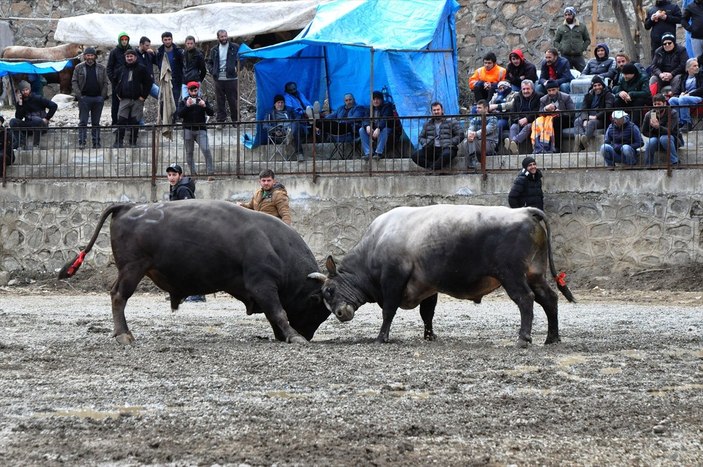 Artvin'de boğa güreşleri başladı