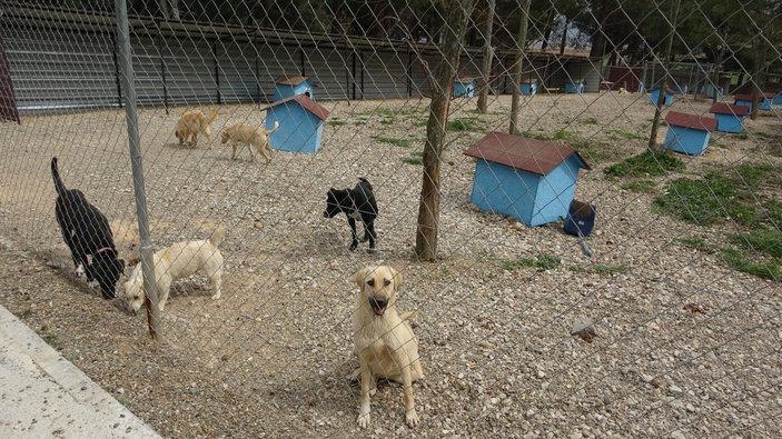 Çanakkale’deki merkezde köpeklerin açlıktan birbirini yediği iddiası