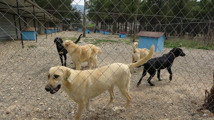 Çanakkale’deki merkezde köpeklerin açlıktan birbirini yediği iddiası