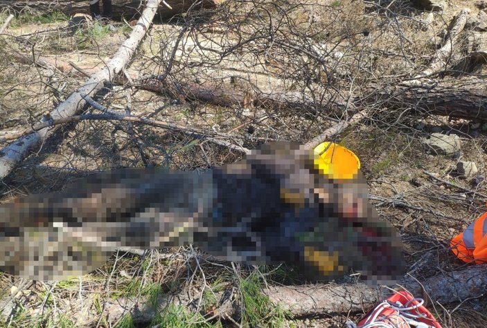 Antalya’da arkadaşının kestiği ağaç üzerine düşünce öldü