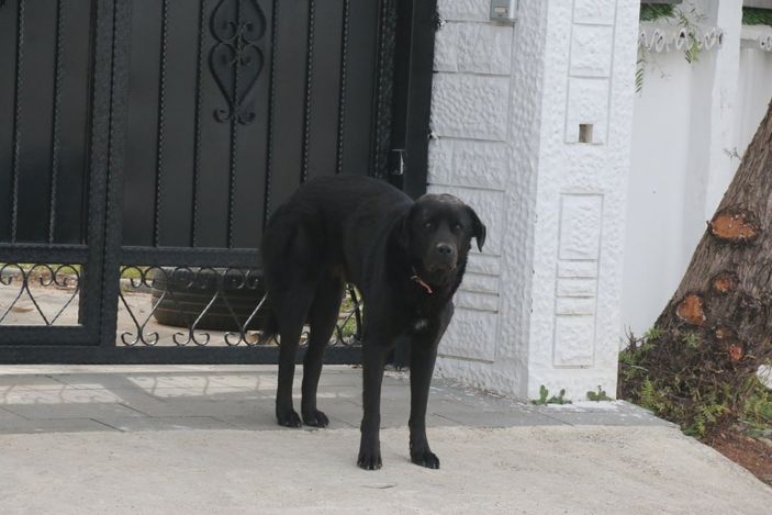 İ Mahra'nın ölümüne neden olan köpekler korku yaşatmaya devam ediyor