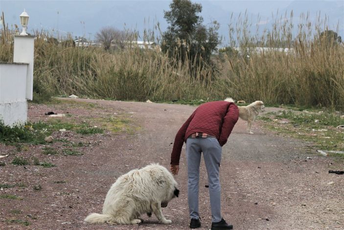 İ Mahra'nın ölümüne neden olan köpekler korku yaşatmaya devam ediyor