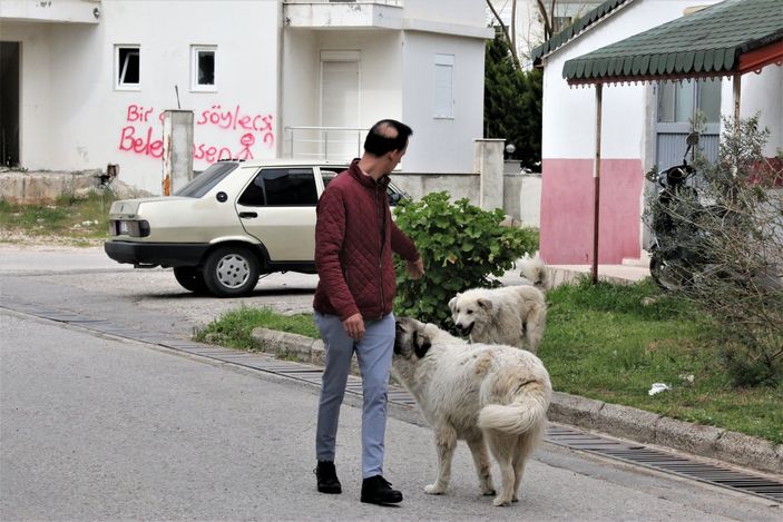 İ Mahra'nın ölümüne neden olan köpekler korku yaşatmaya devam ediyor