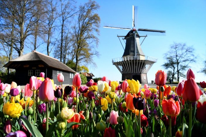 Hollanda'da lale bahçesi kapılarını açtı