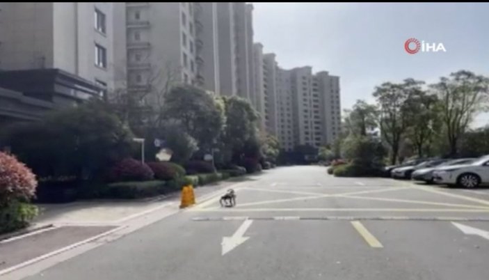 Çin sokaklarında robot köpek gezmeye başladı