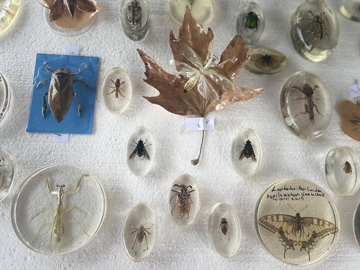 Edirne'ye doğa ve böcek müzesi yapılıyor