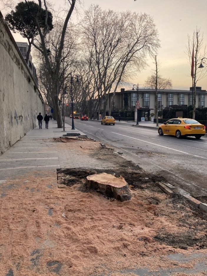 İstanbul Çevre Konseyi: Ağaçlar çeşitli bahanelerle yok edildi