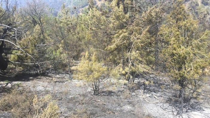 Bilecik'te dün başlayan orman yangını söndürüldü