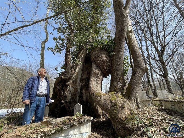 Bartın’da gövdesinde Allah lafzı bulunan ağaç, Mistik Anıt Ağaç olarak tescillendi