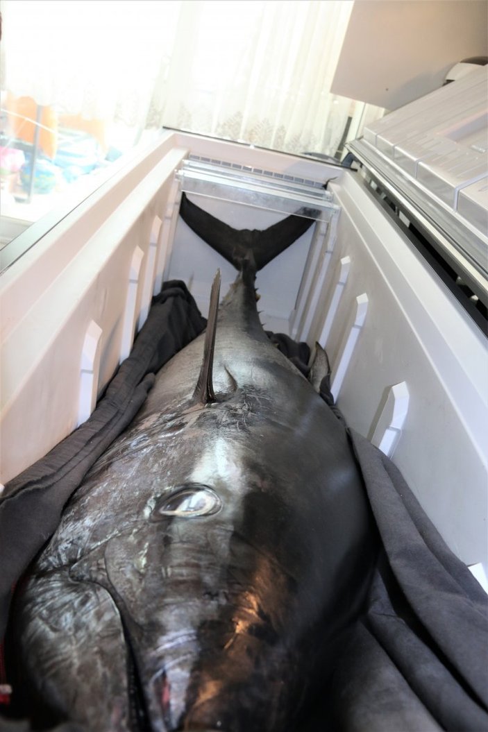 Antalya'da yakaladıkları orkinos balığını kamyonetle eve götürdüler