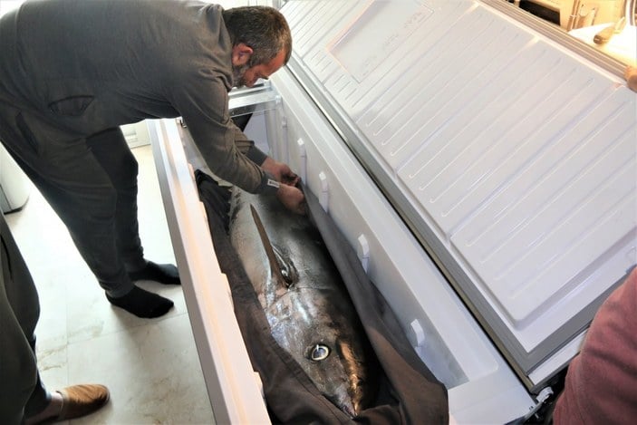 Antalya'da yakaladıkları orkinos balığını kamyonetle eve götürdüler
