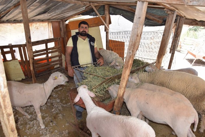 Antalya’da, koyun kırkarak ayda 60 bin lira kazanıyor