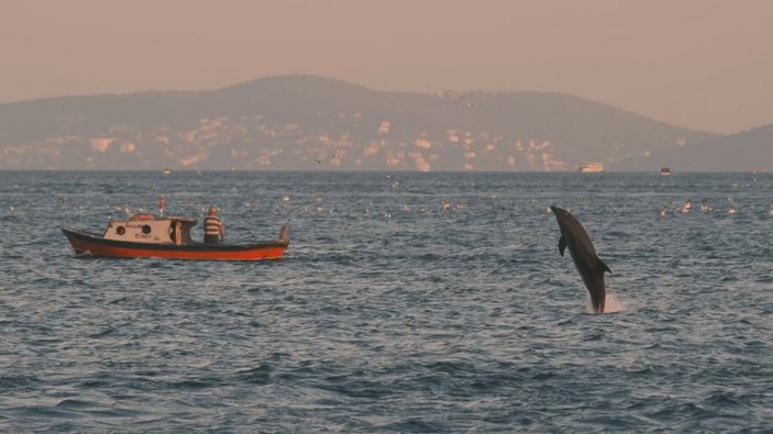 Alman fotoğrafçı Moths, İstanbul'un yunuslarını görüntüledi