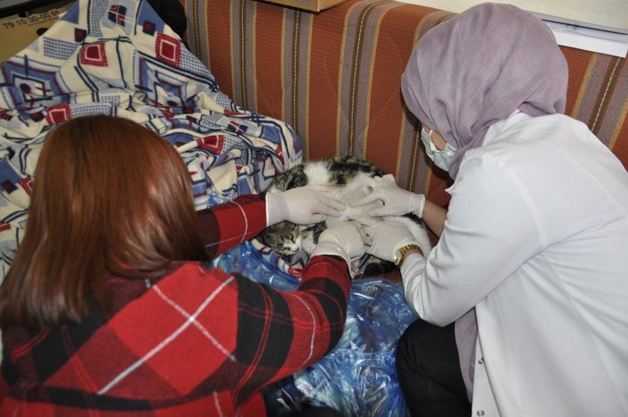 Karaman'daki kedi, doğum sancısı çekince hastane yolunu tuttu