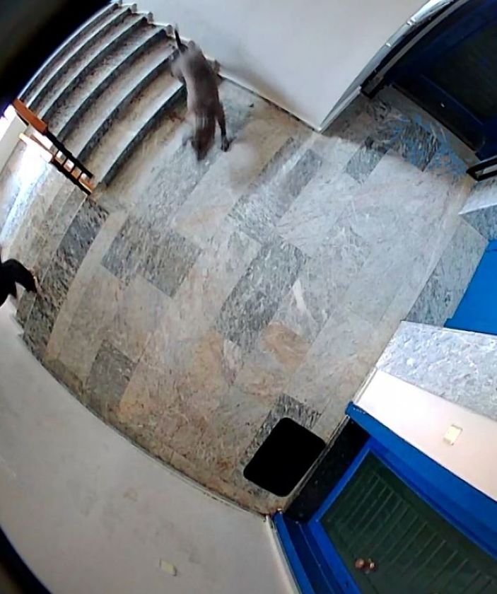 i Antalya’da kadın komşunun eziyeti