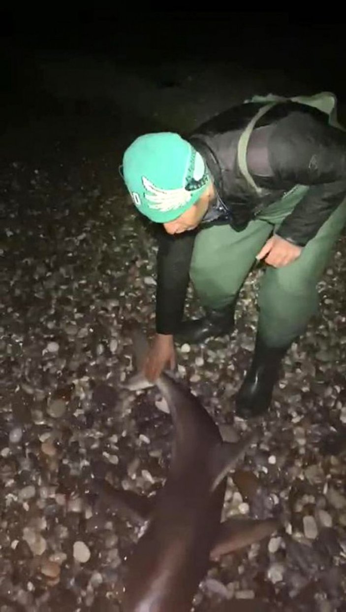 Antalya'da köpek balığını 'bir daha gelme' diyerek denize bıraktılar