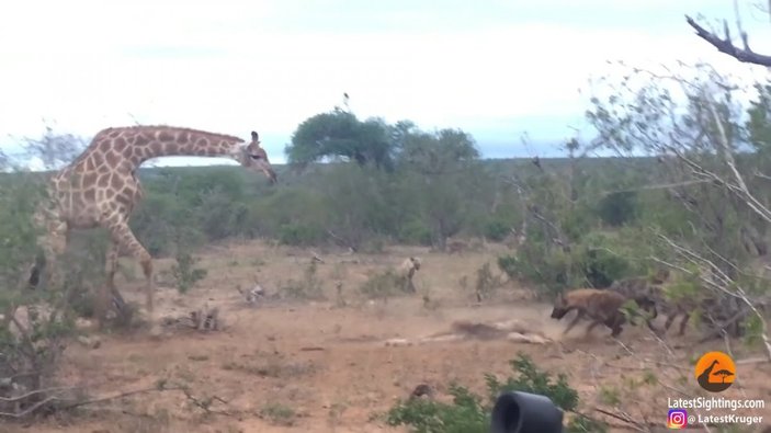 Güney Afrika’da anne zürafa, ölü yavrusu için sırtlanlara karşı koydu