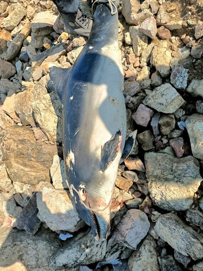 Kocaeli'de yunus balığı karaya vurdu