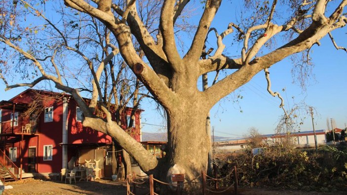 İzmir'de doğal miras kabul edilen anıt ağaçlara titizlikle bakılıyor