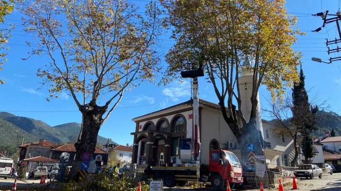 İzmir'de doğal miras kabul edilen anıt ağaçlara titizlikle bakılıyor