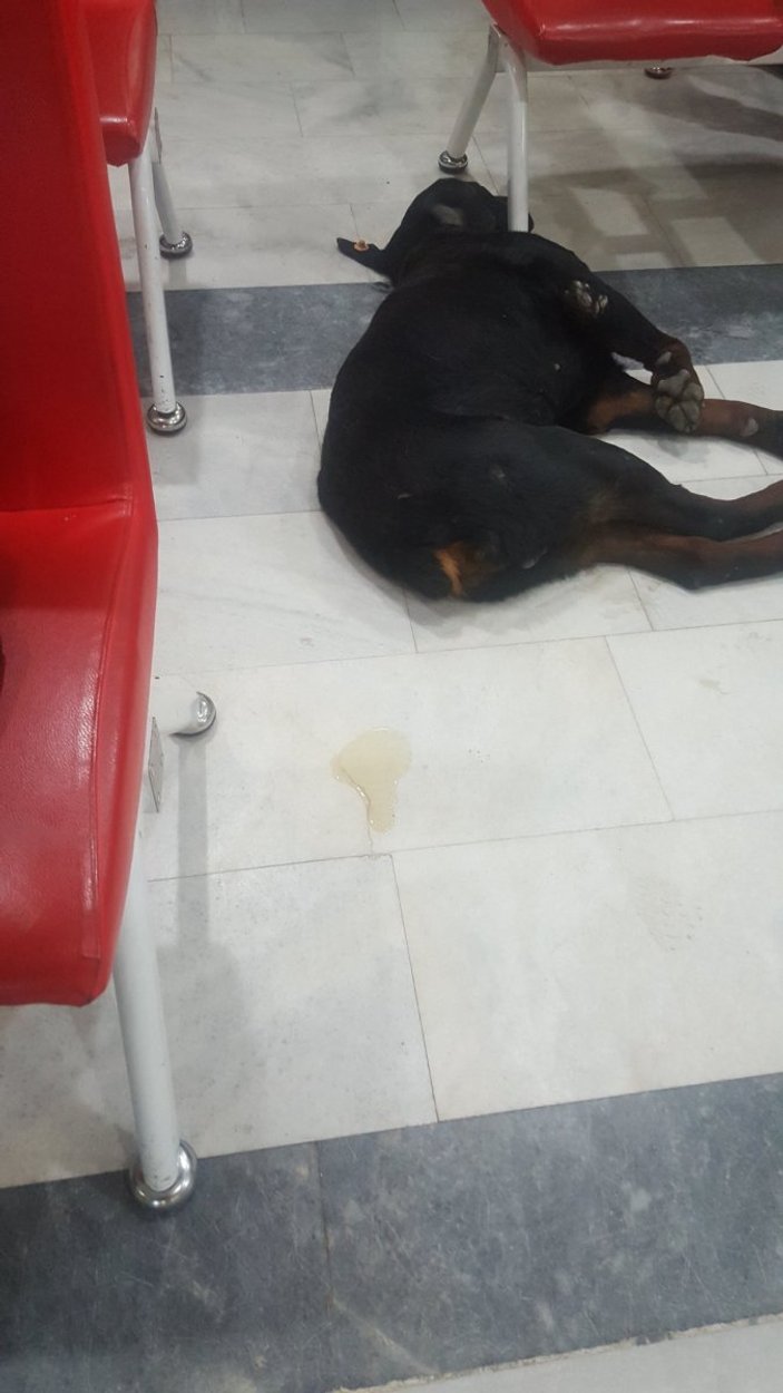 Kocaeli'de hastanedeki köpekler koridora pisledi