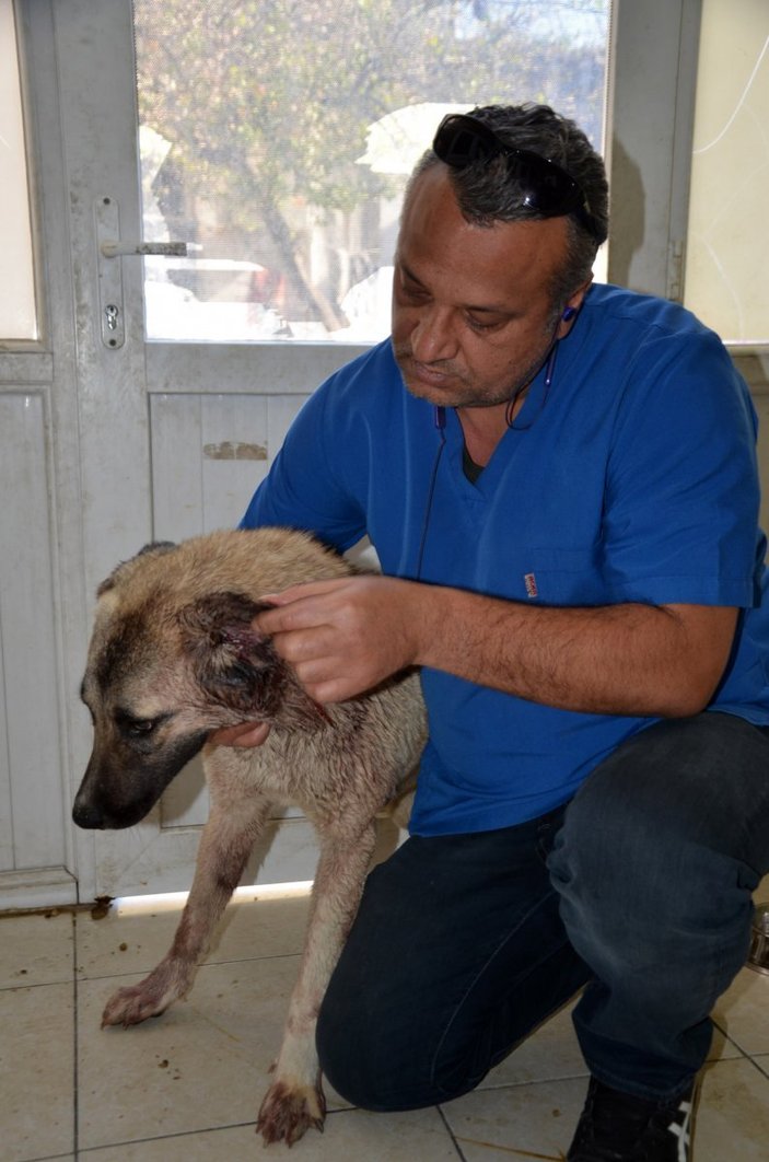 Antalya’da vurulan köpeğin vücudunda, 100’e yakın saçma olduğu belirlendi