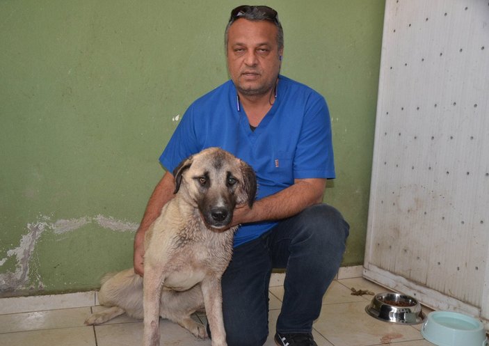 Antalya’da vurulan köpeğin vücudunda, 100’e yakın saçma olduğu belirlendi