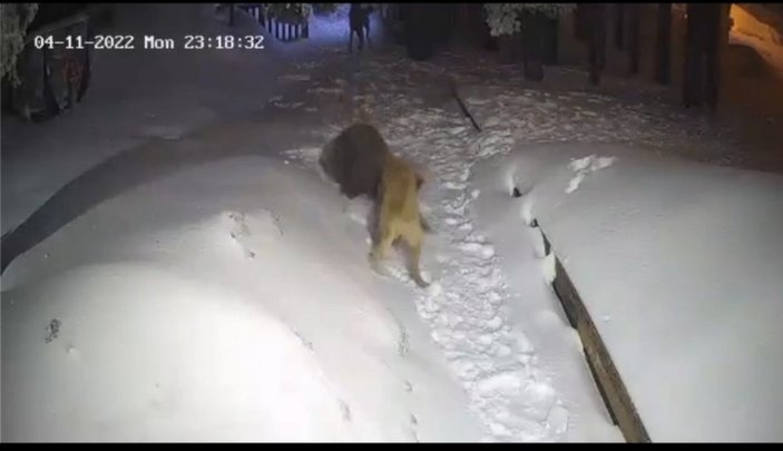 Uludağ'da köpek, sahibi için aç ayıya saldırdı