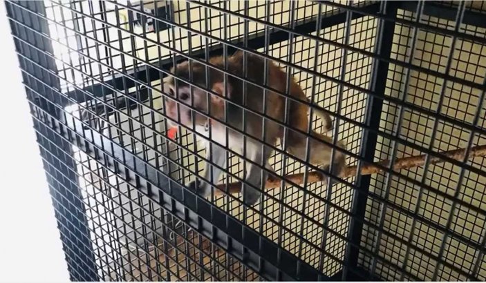 Silivri'de yasa dışı hayvan kaçakçılığı yapan şahıs yakalandı