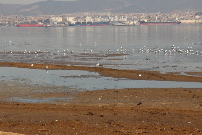 Kocaeli'de tonlarca hayvan dışkısı sahile vurdu