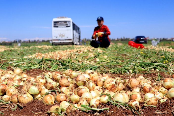 Adana'da hasat zamanı: Soğanlar toplanıyor