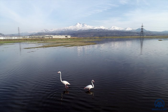 Kayseri'de sazlığa göç eden flamingolar