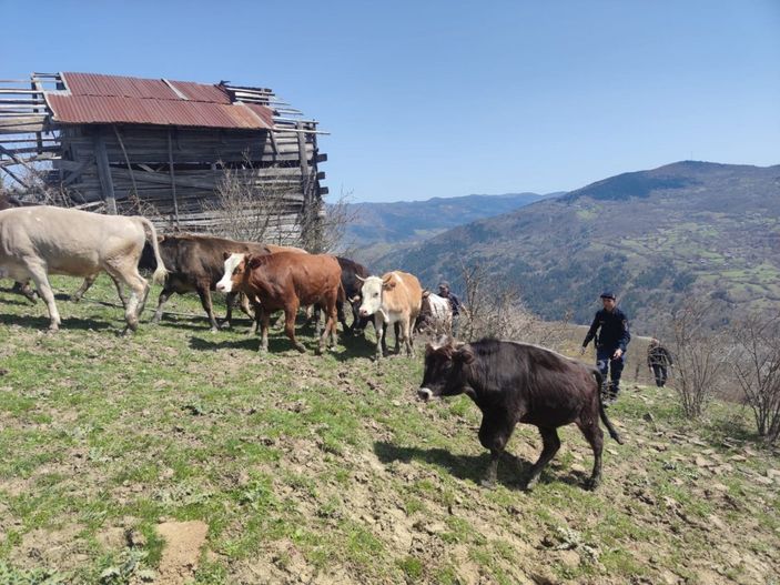 i Kastamonu'da kaybolan 13 büyükbaş hayvan bulundu
