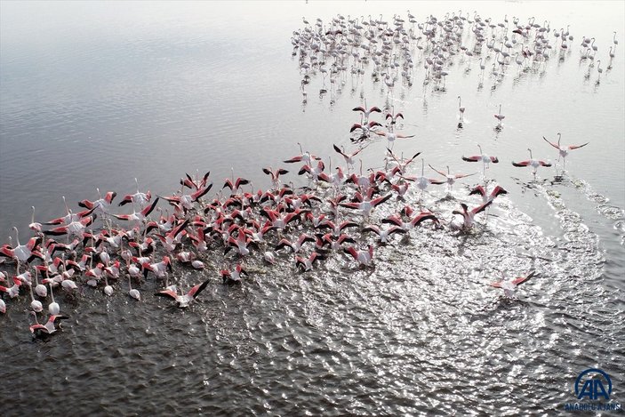 Kayseri'de sazlığa göç eden flamingolar