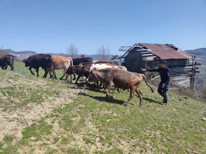 i Kastamonu'da kaybolan 13 büyükbaş hayvan bulundu