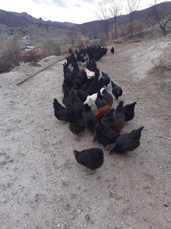 Afyonkarahisar’da halk ozanı tavuklara türkü söylüyor