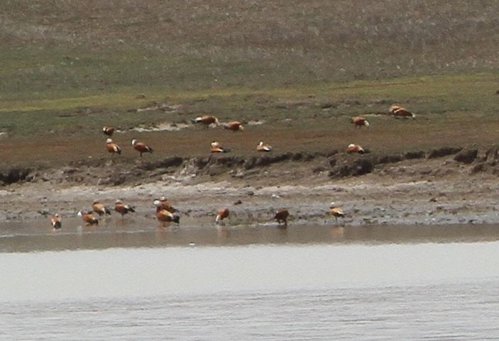d Van'da tamamen kuruyan Tuz Gölü, yeniden su tuttu